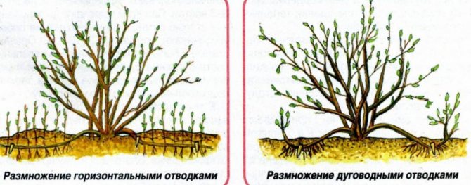 Два способами размножения отводками